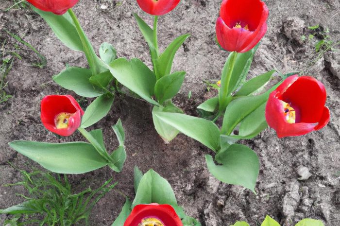 Kiedy sadzić tulipany, aby pięknie kwitły?