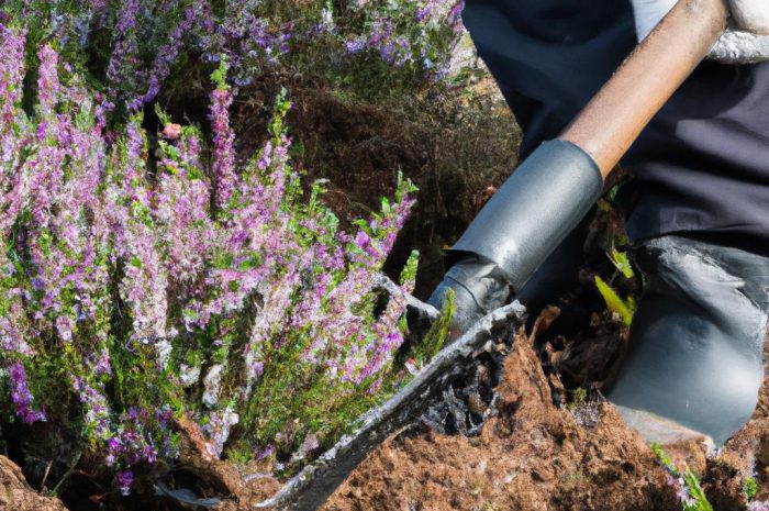 Kiedy sadzić wrzosy? Jak przygotować stanowisko pod ich uprawę?