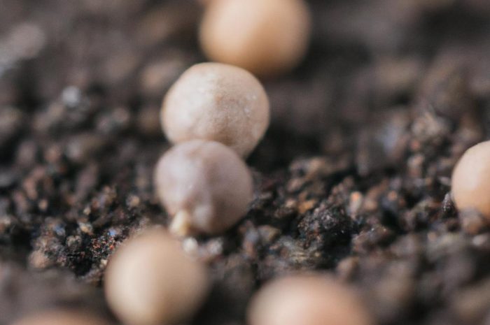 Kiedy siać paprykę? Najlepszy termin i sposób wysiewu nasion