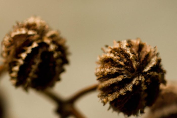 Kiedy wysiewać cynie? Sianie i rozsada kwiatów