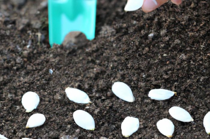 Kiedy wysiewać dynię i jak to zrobić? Niezbędne wskazówki