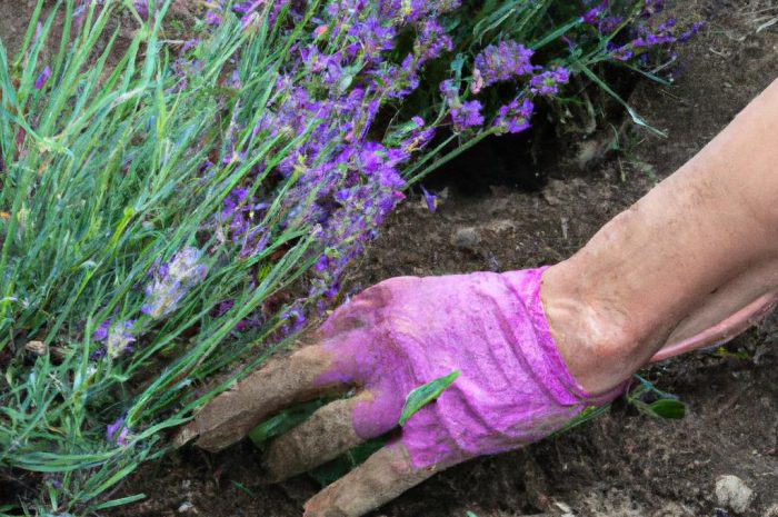 Kiedy wysiewać lawendę? Najlepsze terminy siewu