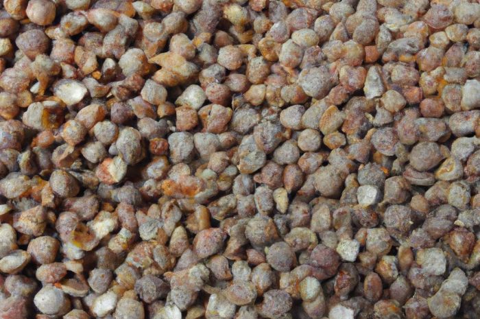 Kiedy wysiewać marchew w ogrodzie? Odmiany wczesne i późne