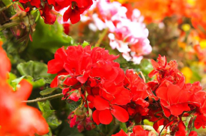 Kiedy wysiewać pelargonie na balkon? Tajniki uprawy