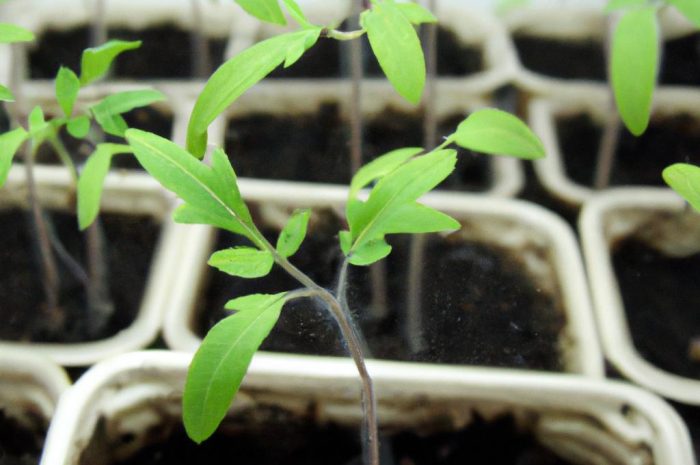 Kiedy wysiewać pomidory na rozsadę? Poznaj najlepszy termin