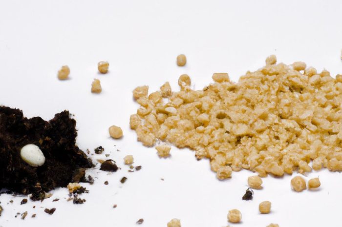 Kiedy wysiewać pory? Krótki poradnik siewu