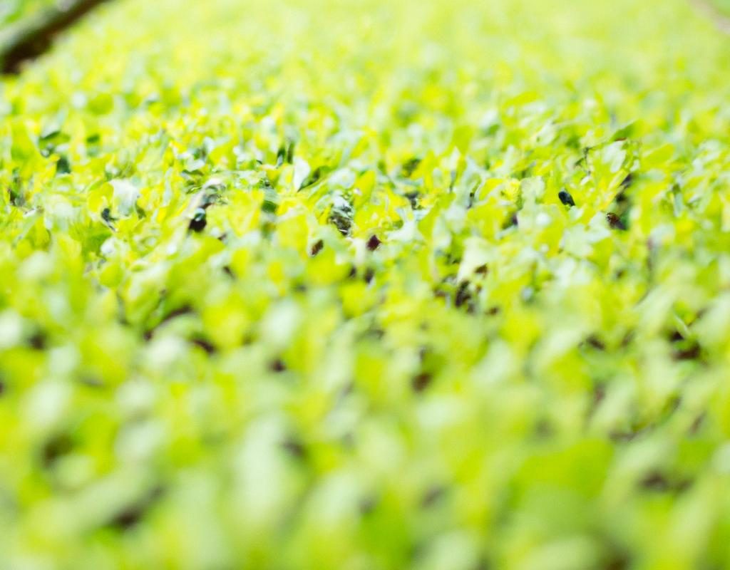 Brzoza – jakie są jej odmiany? Jak wygląda uprawa tego drzewa w praktyce? Co warto wiedzieć o jej pielęgnacji?