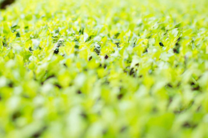 Kiedy wysiewać sałatę na rozsadę i jak to zrobić? Wskazówki