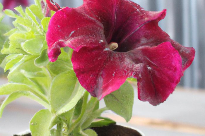 Kiedy wysiewać aksamitki do doniczek, a kiedy do gruntu?