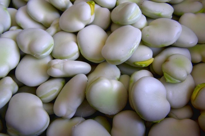 Kiedy wysiewać fasolkę szparagową? Sprawdź szczegóły