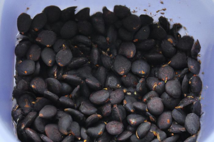 Kiedy wysiewać kapustę na rozsadę? Harmonogram siewu