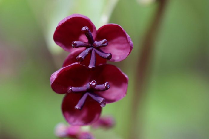 Kiedy wysiewać ogórki – termin, technika sadzenia, uprawa