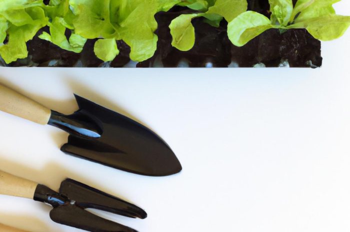 Kiedy wysiewać sałatę? Uprawa własna z rozsady i z gruntu