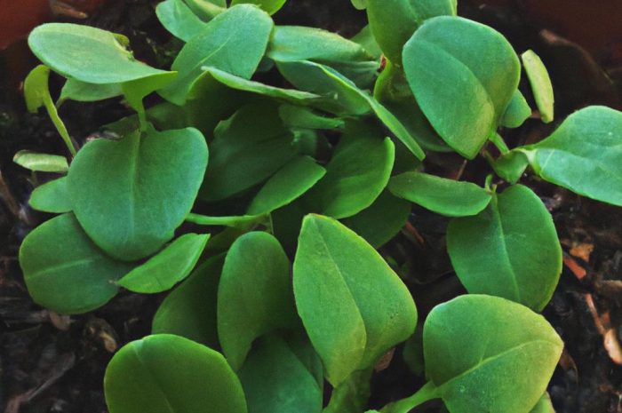 Kiedy wysiewać surfinie na balkon? Termin sadzenia nasion