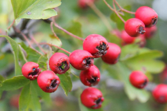Kiedy zbierać głóg na nalewkę? Właściwości lecznicze trunku