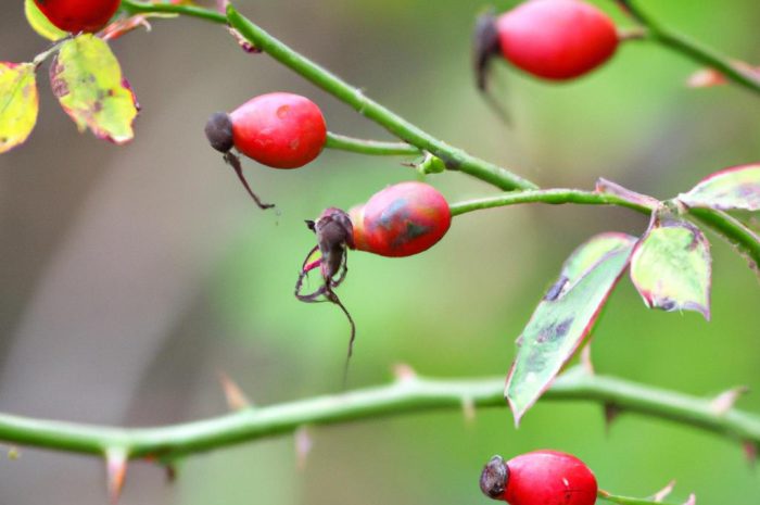 Kiedy zbierać owoce dzikiej róży? Co można z nich zrobić?