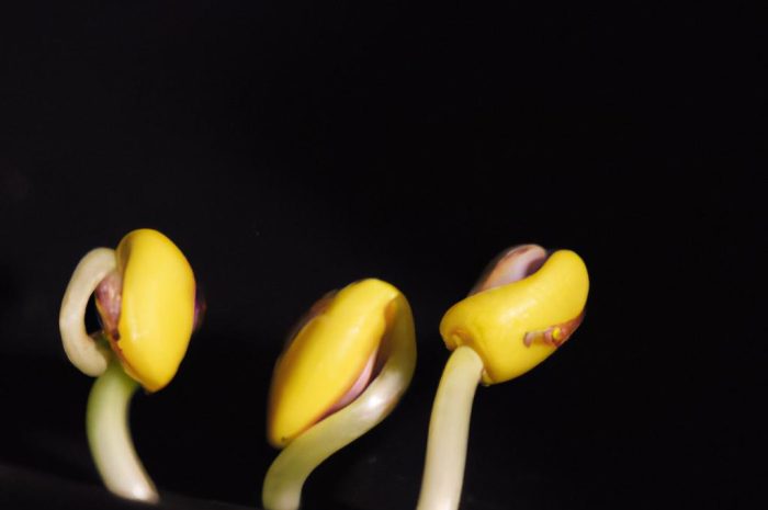 Kiełkownica, czyli naczynie do kiełkowania. Sprawdź, czy warto ją kupić!