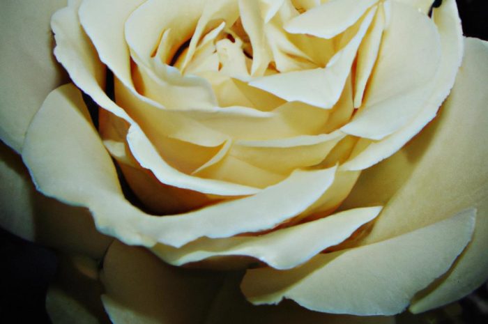 Kielichowiec wonny – uprawa i rozmnażanie. Poznaj bliżej tę roślinę!