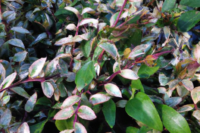 Kiścień wawrzynowy (Leucothoe fontanesiana) – jak pielęgnować zimozielony krzew?