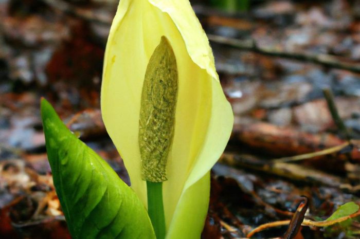 Kłęk amerykański (Gymnoclaudus dioicus) – ozdoba roślina ze Stanów Zjednoczonych
