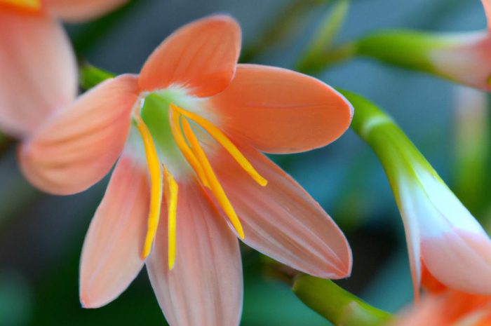 Kliwia – piękny i łatwy w uprawie kwiat afrykański