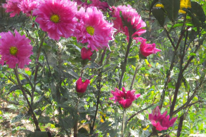 Klomby w ogrodzie – czym są klomby?