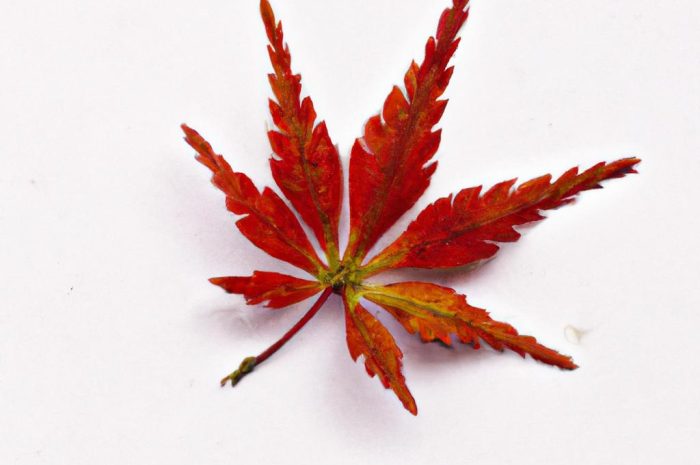 Klon czerwonolistny – drzewo o pięknych liściach