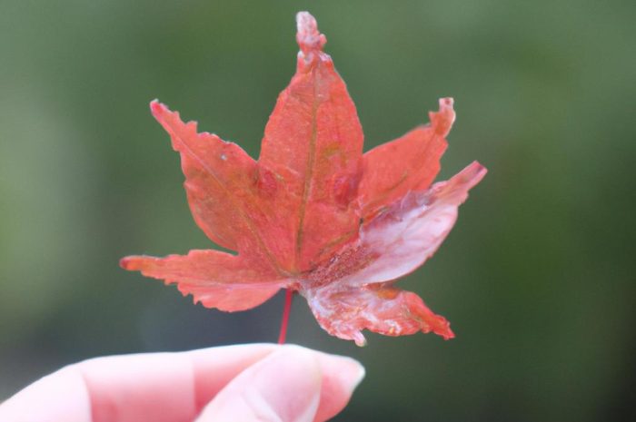 Klon i uprawa jego poszczególnych odmian. Czy może zdobić tylko ogród? Poznaj lepiej Acer platanoides!