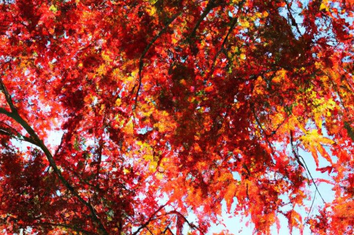 Klon japoński – wymagania w uprawie i najpiękniejsze odmiany polecane do ogrodu