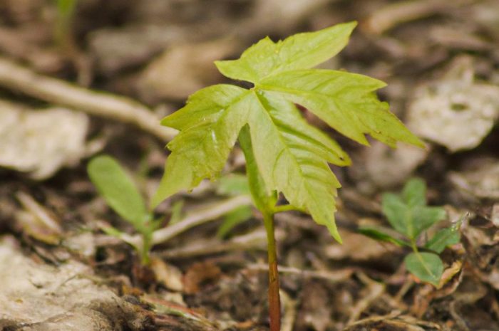 Klon jawor – okazałe drzewo, które możesz wyhodować w ogrodzie. Poznaj główne zasady jego uprawy!