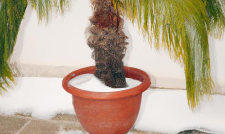 Brzoza omszona – najważniejsze informacje o Betula Pubescens