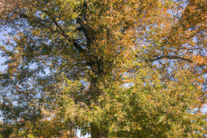 Klon polny (Acer campestre) – zastosowanie na żywopłot. Charakterystyka drzewa, występowanie, sadzenie i uprawa
