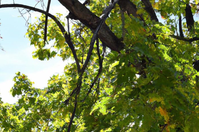 Klon srebrzysty (Acer saccharinum) – uprawa i wymagania gatunku