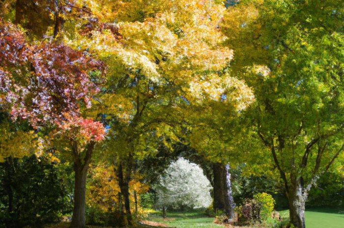 Klon zwyczajny – czy warto posadzić go w ogrodzie?