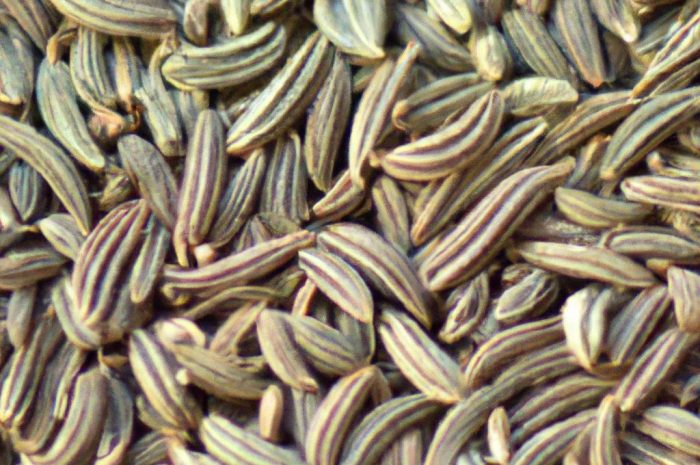 Kminek zwyczajny – na czym polega jego uprawa i jak można go wykorzystać w kuchni? Dowiedz się więcej na ten temat!