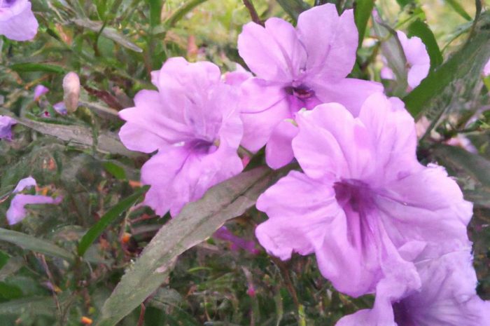 Kobea – efektowne pnącze na balkon i do ogrodu. Jak wygląda uprawa kobei? Wysiew i pielęgnacja