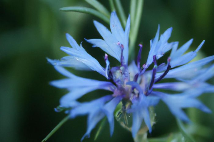 Kocanka ogrodowa – uprawa i wymagania. Co to za kwiat i czego potrzebuje, aby zdrowo rosnąć?