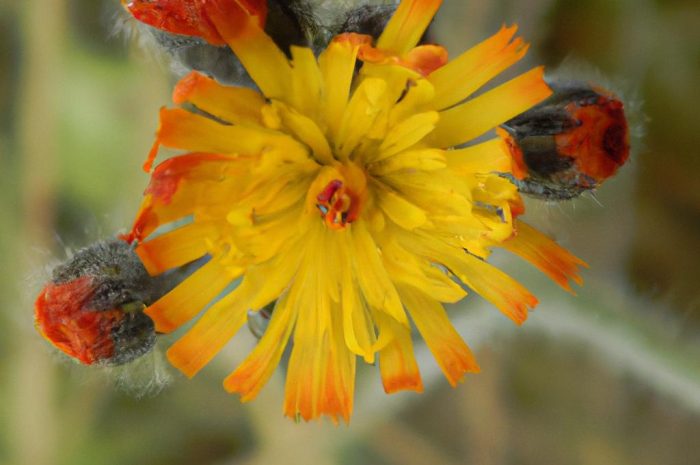 Kocanka włochata – jak o nią zadbać? Sprawdź, jak uprawiać tę roślinę ogrodową