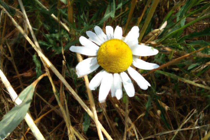 Kocanki piaskowe – uprawa, pielęgnacja i zastosowanie