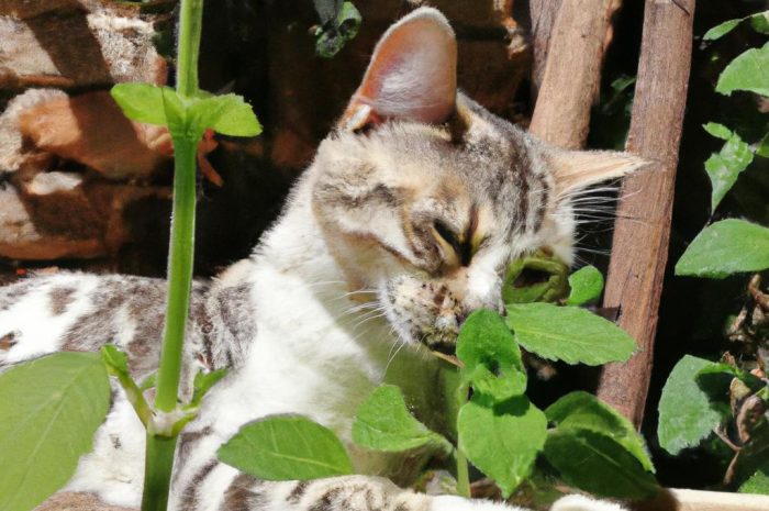 Kocimiętka – co to za roślina? Wymagania, uprawa i właściwości