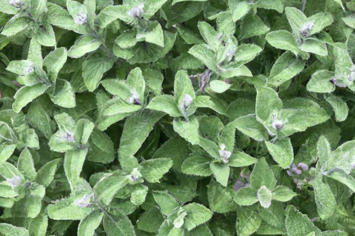 Kocimiętka – zimowanie, uprawa i pielęgnacja kocimiętki faassena