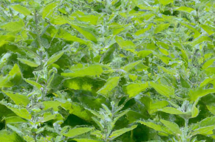 Kocimiętka faassena. Jakie są wymagania do uprawy kocimiętki w ogrodzie?