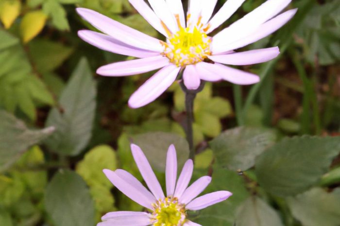 Kłokoczka – poznaj piękny krzew różańcowy