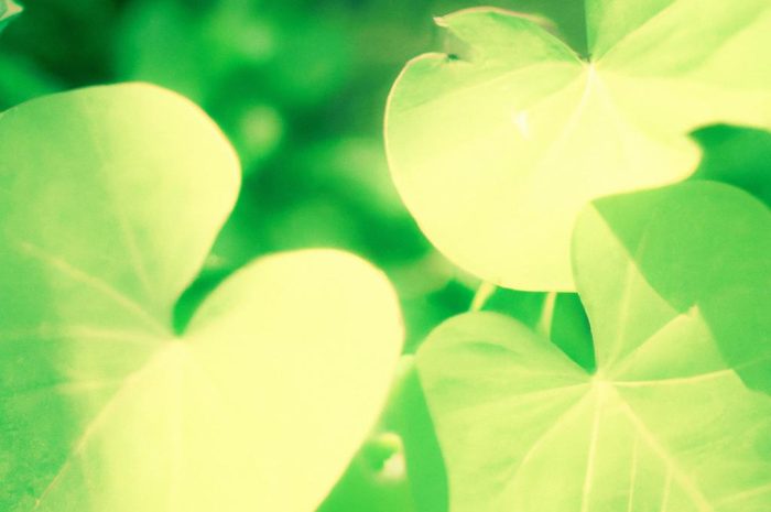 Kokornak wielkolistny – poznaj jego charakterystykę, uprawę i rozmnażanie