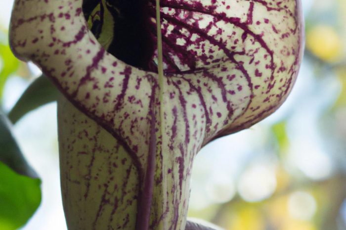 Kokornak wielkolistny – wyjątkowe pnącze o pięknych liściach. Zasady uprawy i sadzenia Aristolochia macrophylla