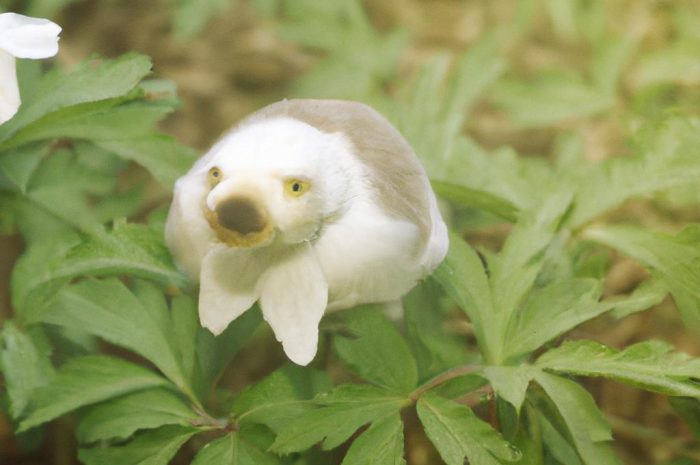 Kokoryczka wielokwiatowa – uprawa i zastosowanie w ogrodzie