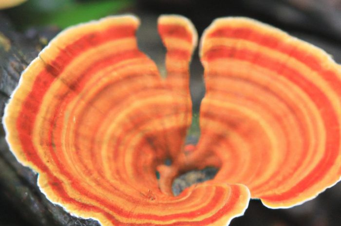 Koźlarz pomarańczowożółty