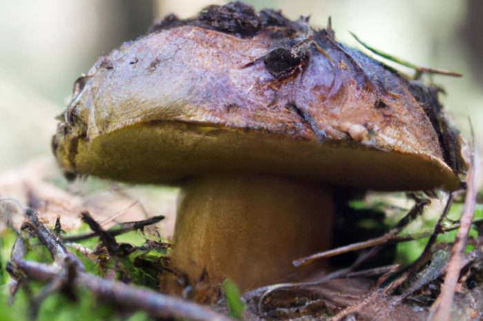 Koźlarz sosnowy – charakterystyka i opis smacznego grzyba