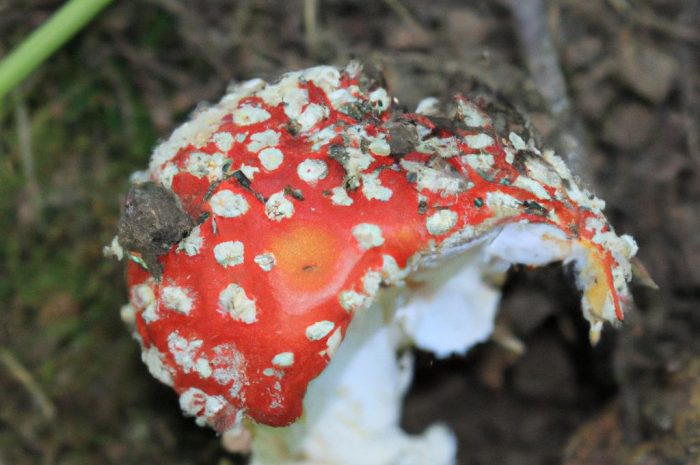 Koźlarz topolowy – jesienny grzyb rosnący pod topolami i osikami