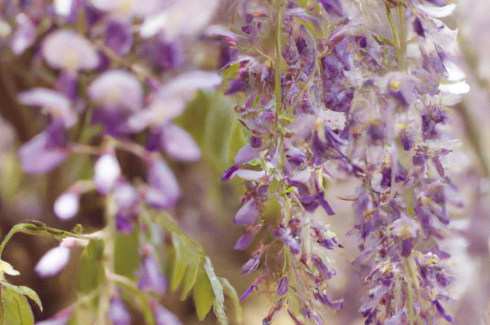 Kolkwicja chińska – wszystko co warto wiedzieć o tym urokliwym krzewie